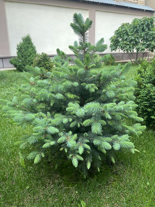 Голубой елки Арча