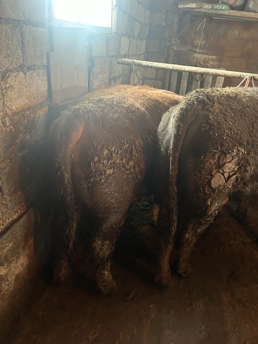 Откорм бұқалар Орал қаласы