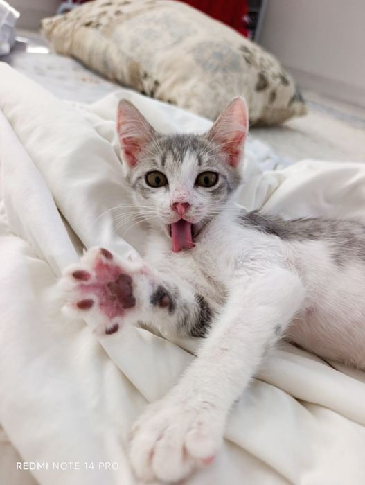 Котенок в добрые