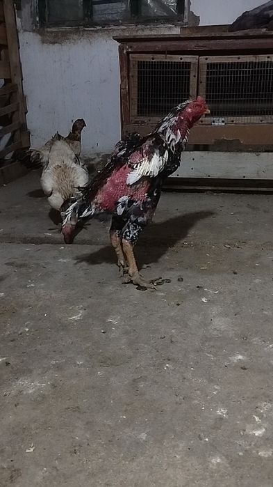 Дакан қораз тауық