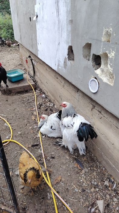Vând cocos brahma heminat alb și Marans  negru.
