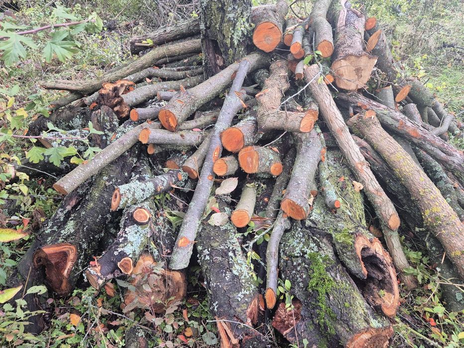 Vand lemn de mar, prun, cires, esenta tare, taiate la metru