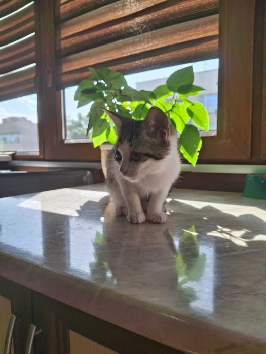 Коте на 4 месеца търси дом