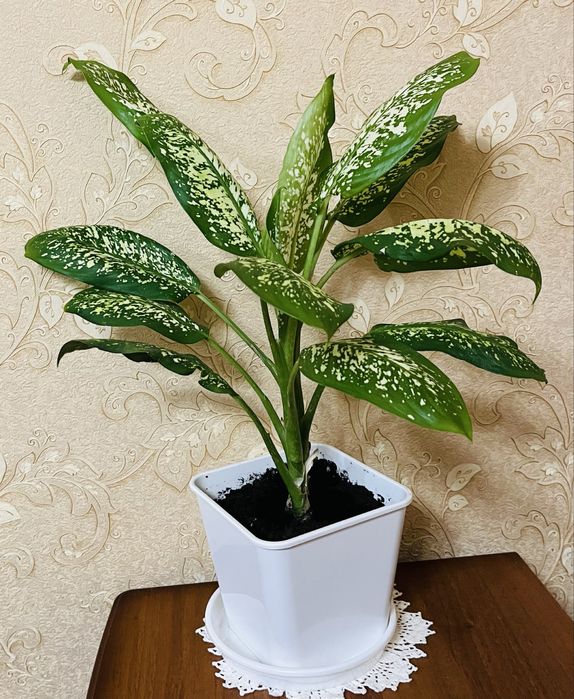 Продам диффенбахию