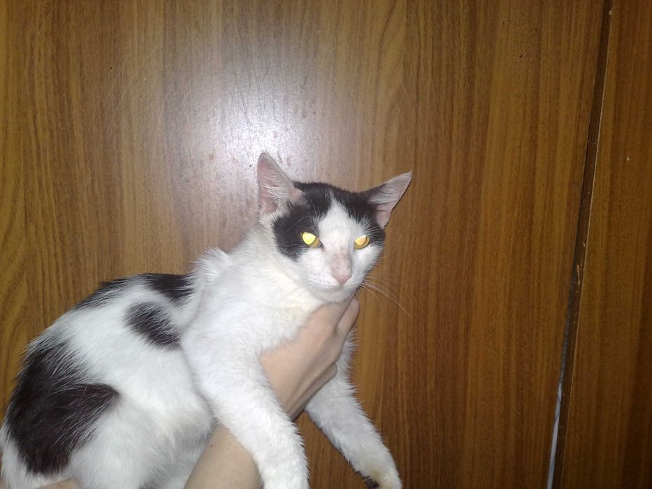 Пристраивается красивая кошечка лиза, 1 годик.