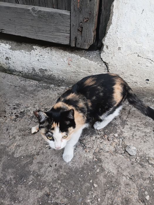 Отдам кошку 4 месяца