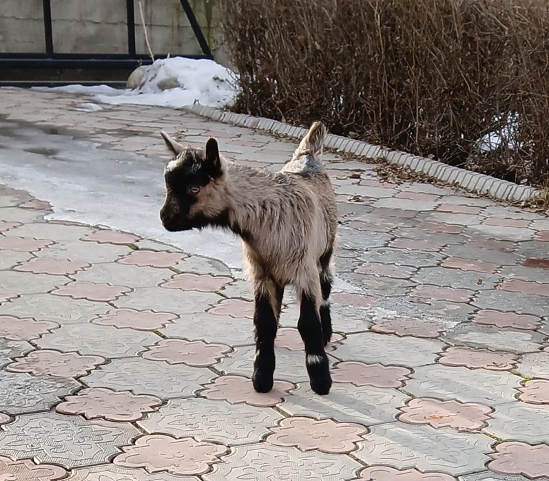 Лақ сатылады Альпии