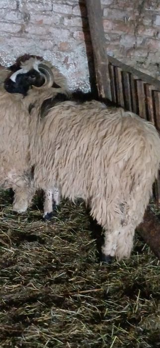 Vând berbec mior si un noatin