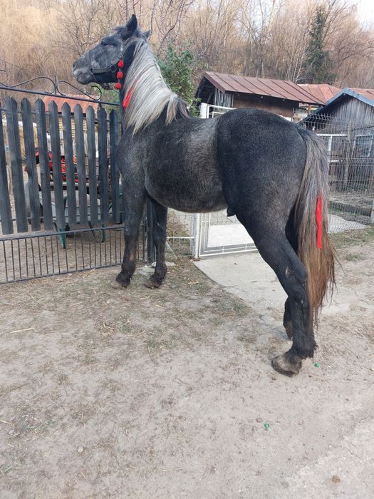 Vând armăsar tânără!