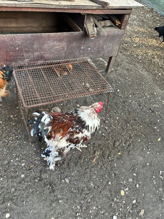 Găini și Cocoși Brahma + Australorp – Exemplare foarte frumoase