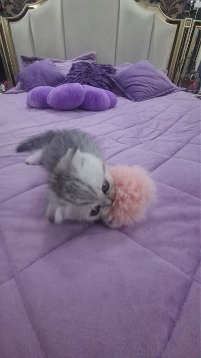 Шиншилла котенок шотланский вислоухий