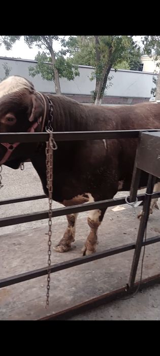 Суйишга таёр букалар бор