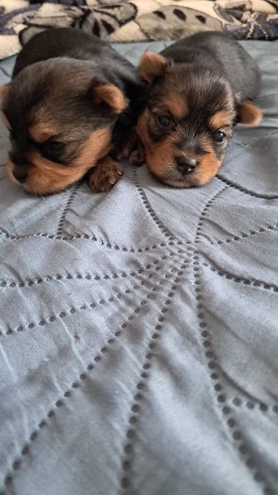 Йоркширские терьеры девочки и мальчики