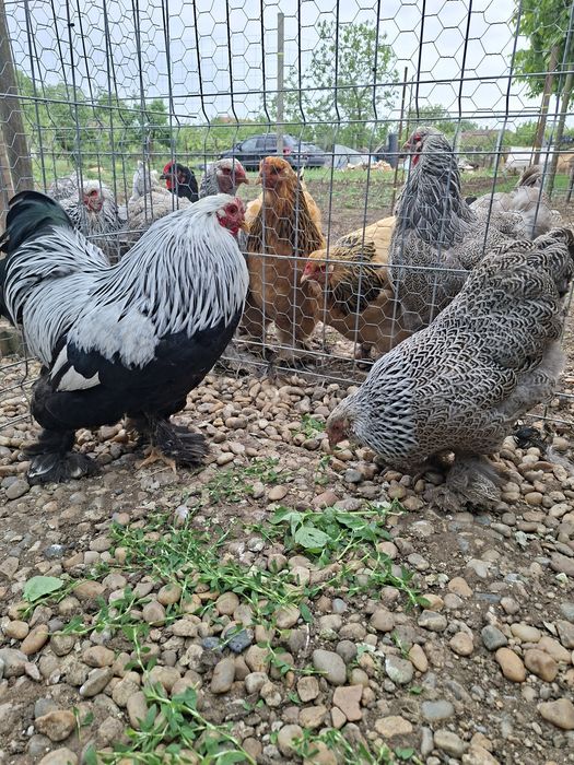 De vânzare găini Brahma Pitic HÎ