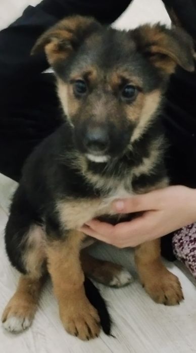 Щенки в продаже. Остались девочки