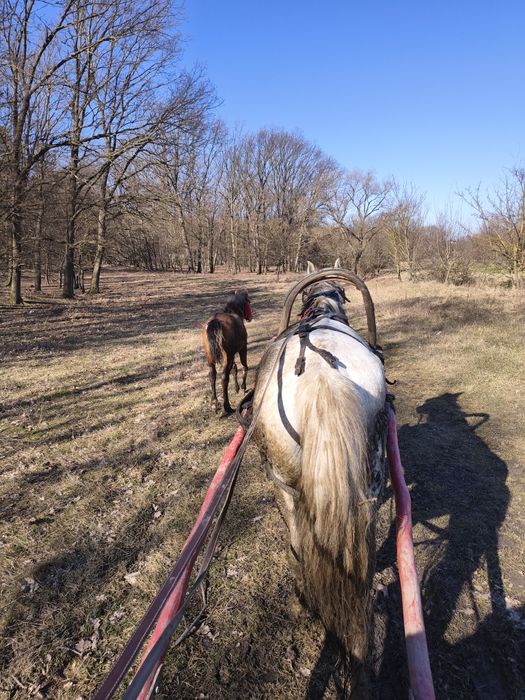 Vând iapa , are 10 ani merge foarte bine la orice