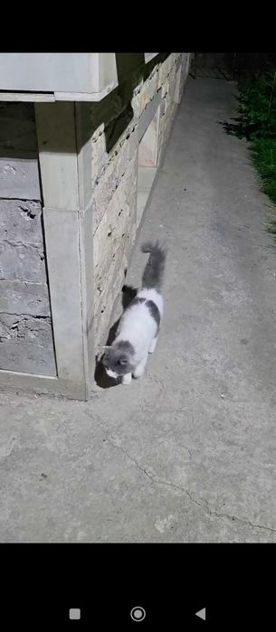 Подарю шикарную кошечку