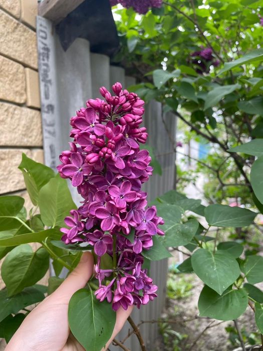 Продаётся сирень