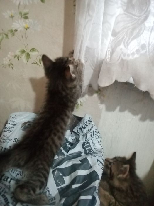 Котята в добрые руки