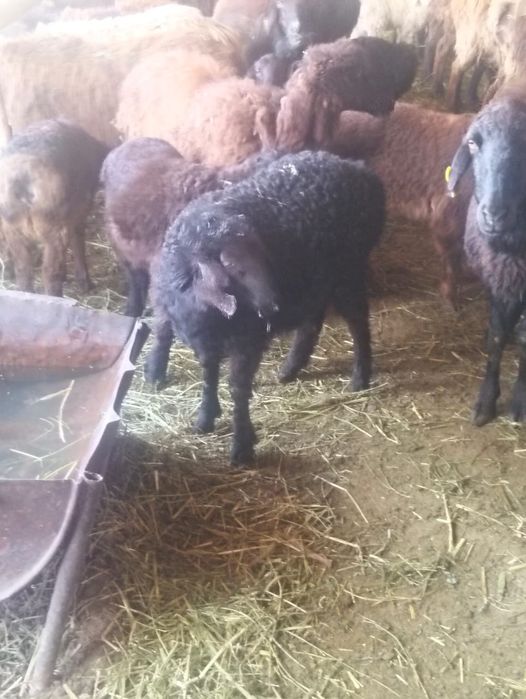 Козылы койлар сатылады