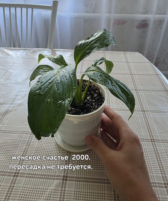 Комнатные растения
