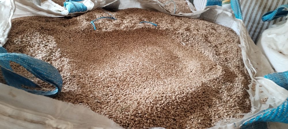 Grau panificație, NU triticale