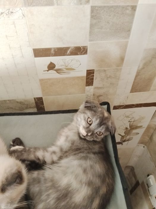 Отдам котенка в хорошие руки