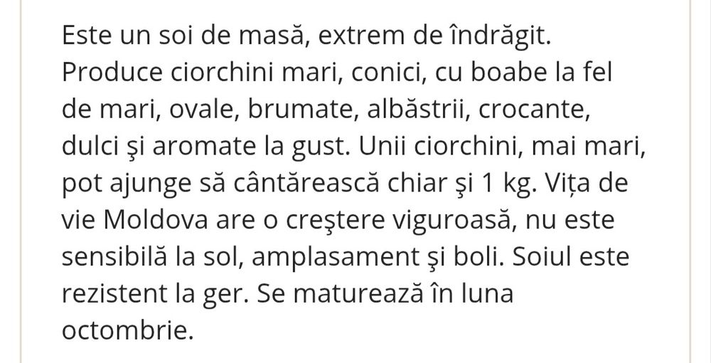 Butasi vita de vie hibrit  - soiul Moldova