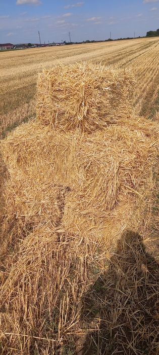 Vând baloti paie de grau