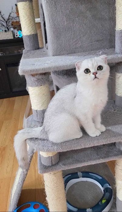 Baiat superb scottish fold cu pedigree