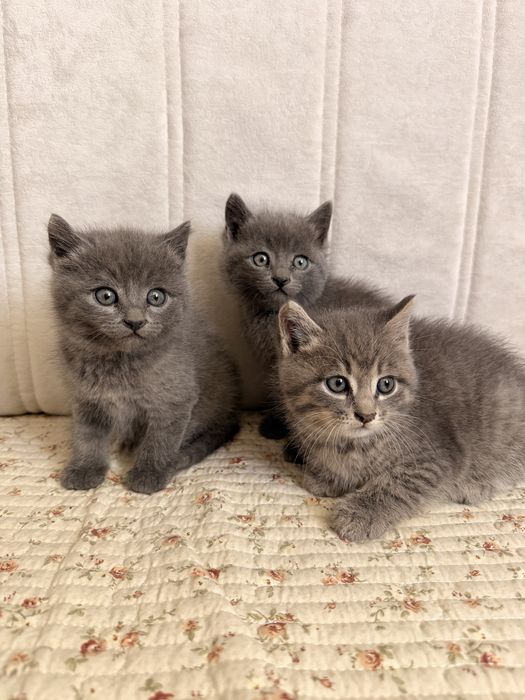Отдам котят в добрые руки