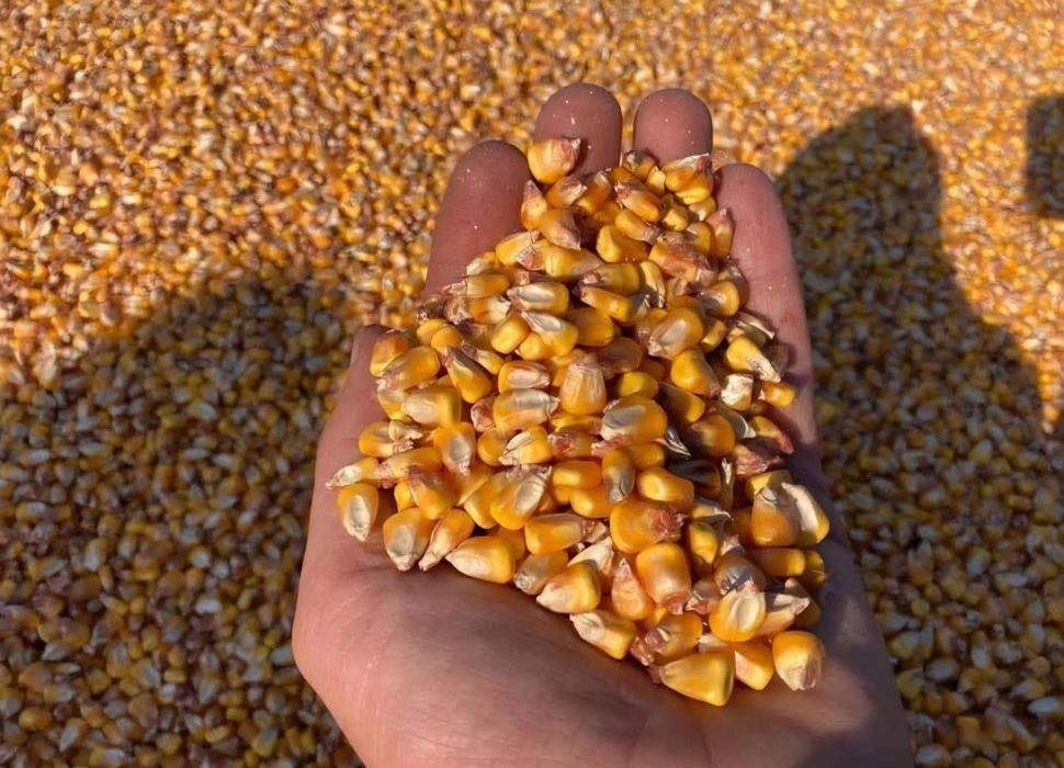 Porumb și triticale de vânzare