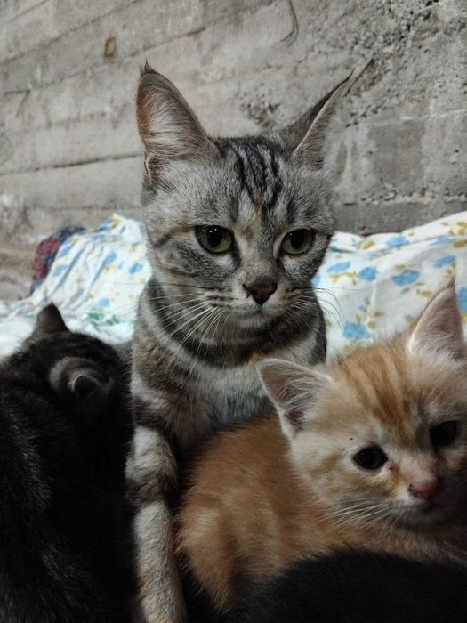 бенгальская кошка
