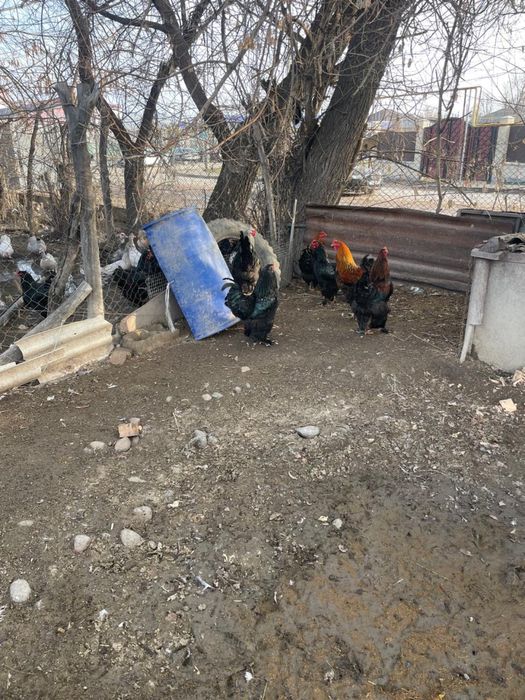 Продам петухов породы Брама