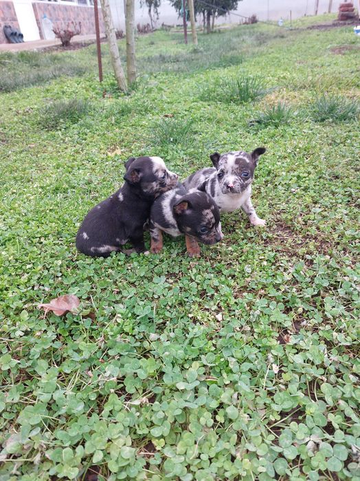 Пинчер уникат...