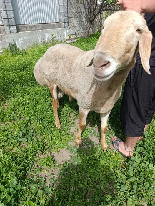 Кочкар арашан продам