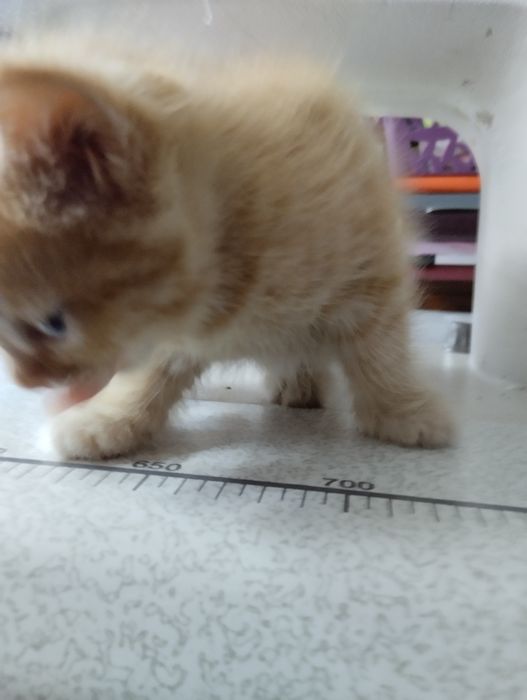 Котята рыжие девочки и мальчики
