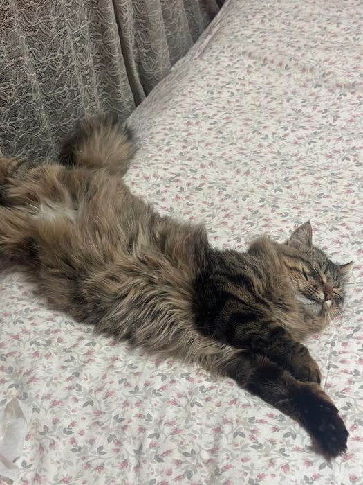 Вязка ищем кошку для кота