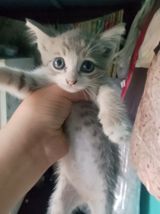 Котята кушают сами очень красивые