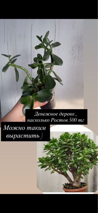 Продам алоказии и т д