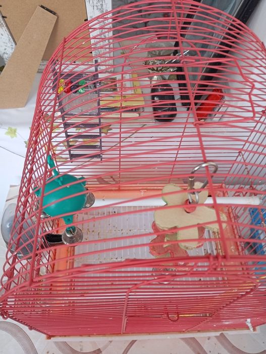 3 puiuti de zebra austriliana