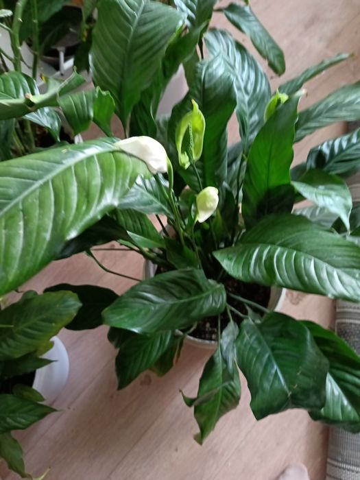 Цветок женское счастье