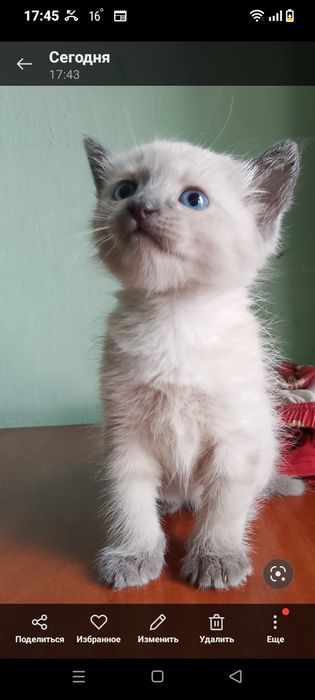 Котята за 2000 тенге