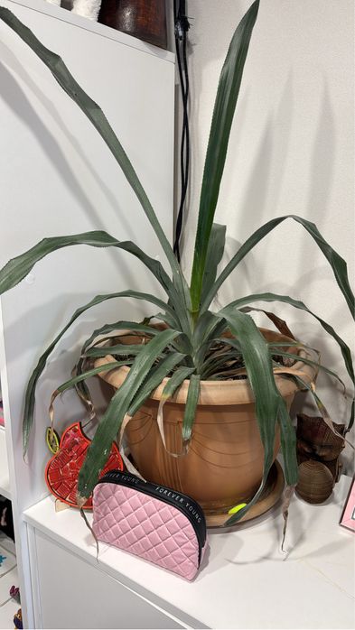 Продаю комнатные большие цветы