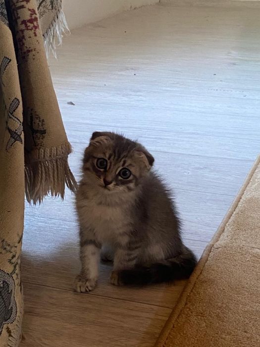 Продаётся ласковый домашный котёнок