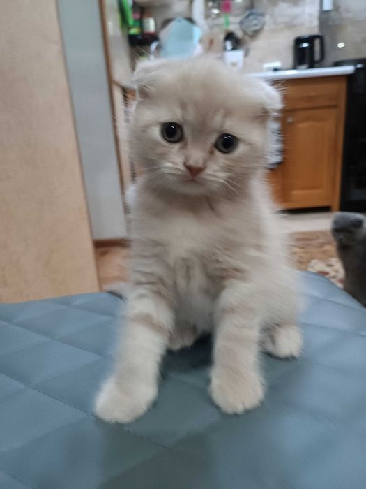 Вислоухие котята