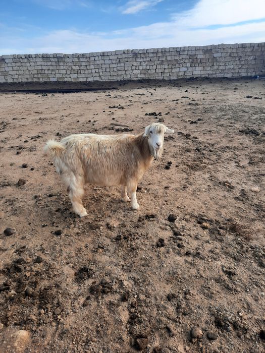 Ешкі Сатылады!!!