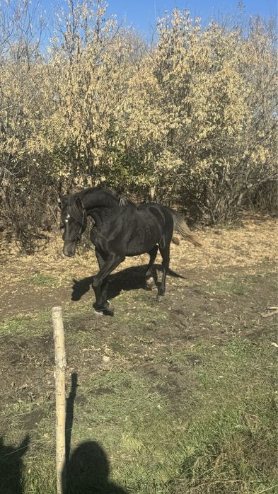 Жеребец Орловец.