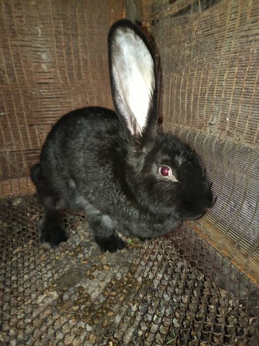 Flander 15 kunlik bolalari quyonlari sotiladi!