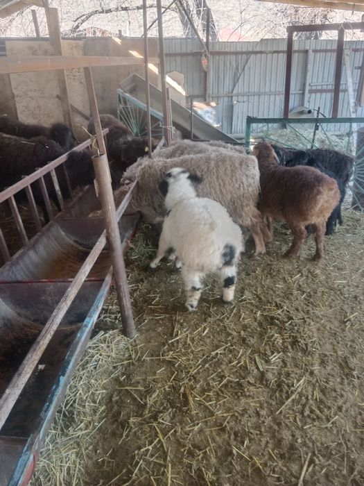 Козылар. Ягнята.